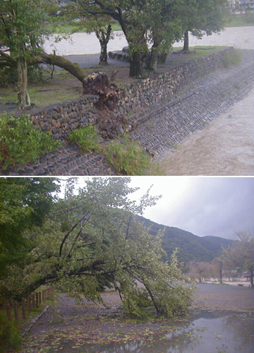 ●台風２１号の被害、続き_d0053294_00402573.jpg