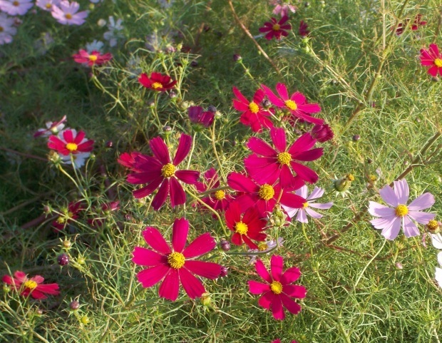 b0067795_21105549.jpg