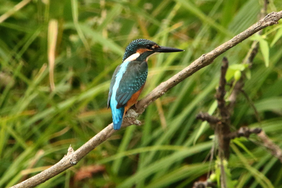 c0360399_22142046.jpg
