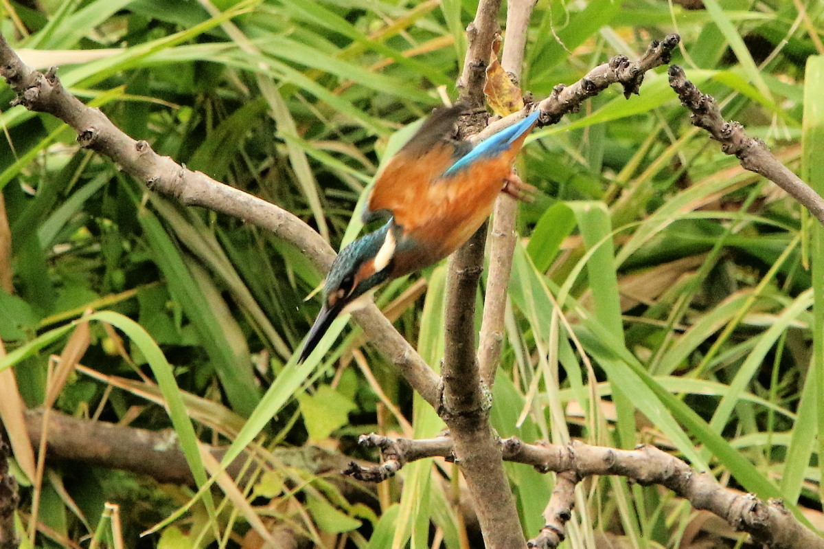 c0360399_22145660.jpg