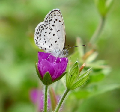 星空コンサート 出雲の里山から