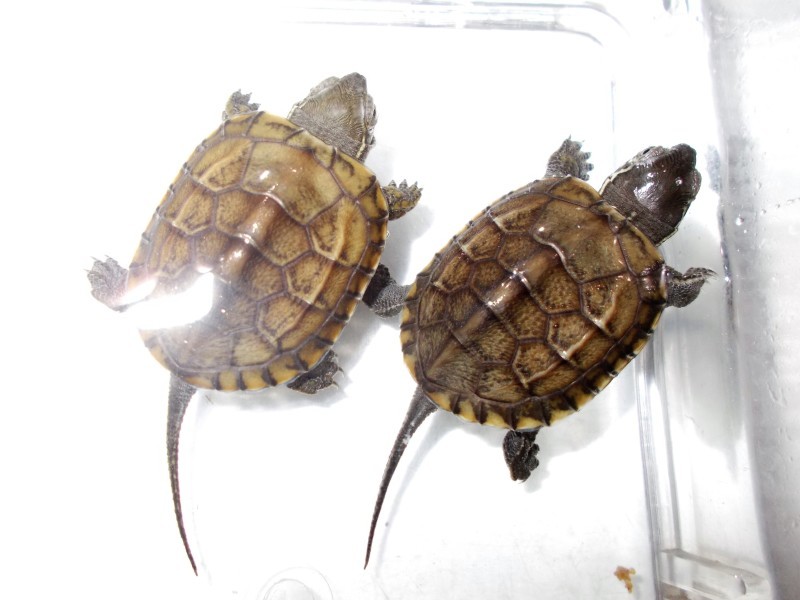 新入荷 キボシなど Petshop Ace ペットショップ エース のブログ