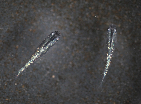e0097534_16474744.jpg
