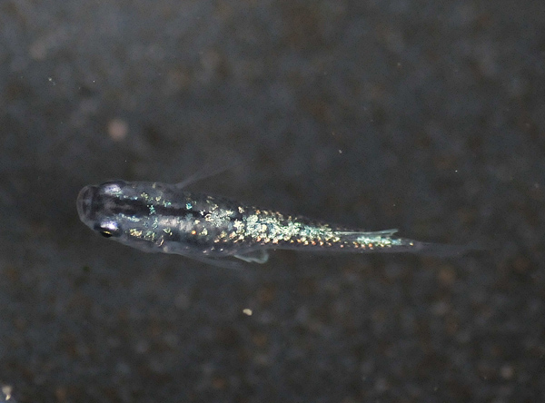 e0097534_16475754.jpg