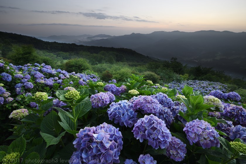 秩父 美の山公園 日の出と紫陽花 2 Photograph3