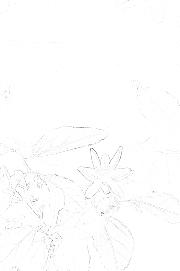 d0120442_2044035.png