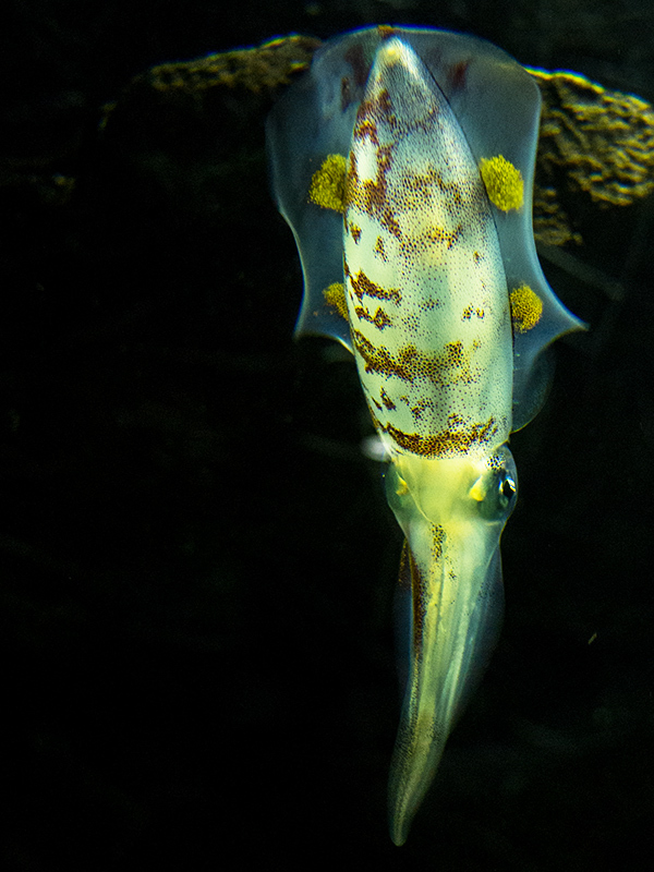 鶴岡市立加茂水族館_a0003650_22382910.jpg