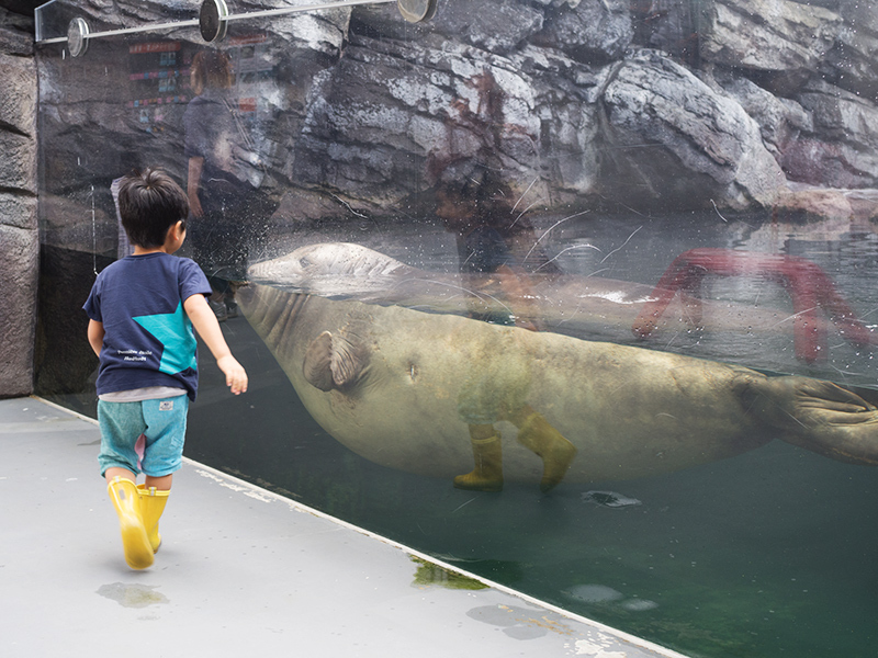 鶴岡市立加茂水族館_a0003650_22393884.jpg