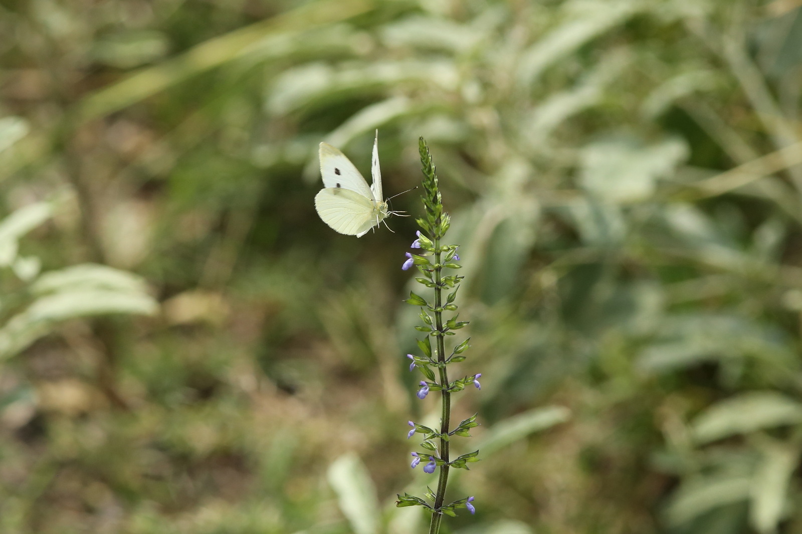 メキシコでモンシロチョウ モンキチョウ ギンヤンマに出会った Mexico 09 Butterfly Dragonfly メキシコでモンシロチョウ モンキチョウ ギンヤンマに出会った Mexico 09 Butterfly Dragonfly