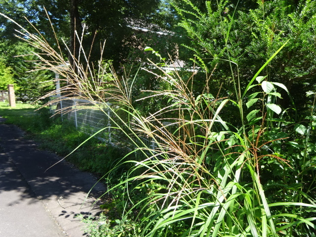 f0198556_17575218.jpeg