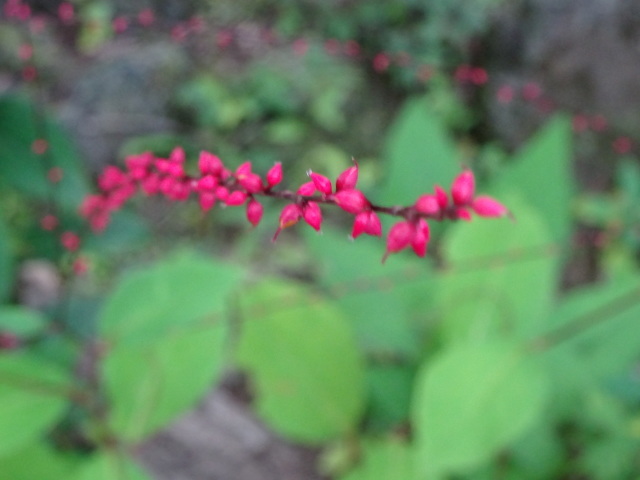 f0198556_18013961.jpeg