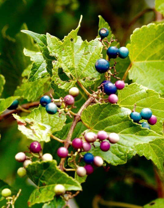 a0248459_15003155.jpg