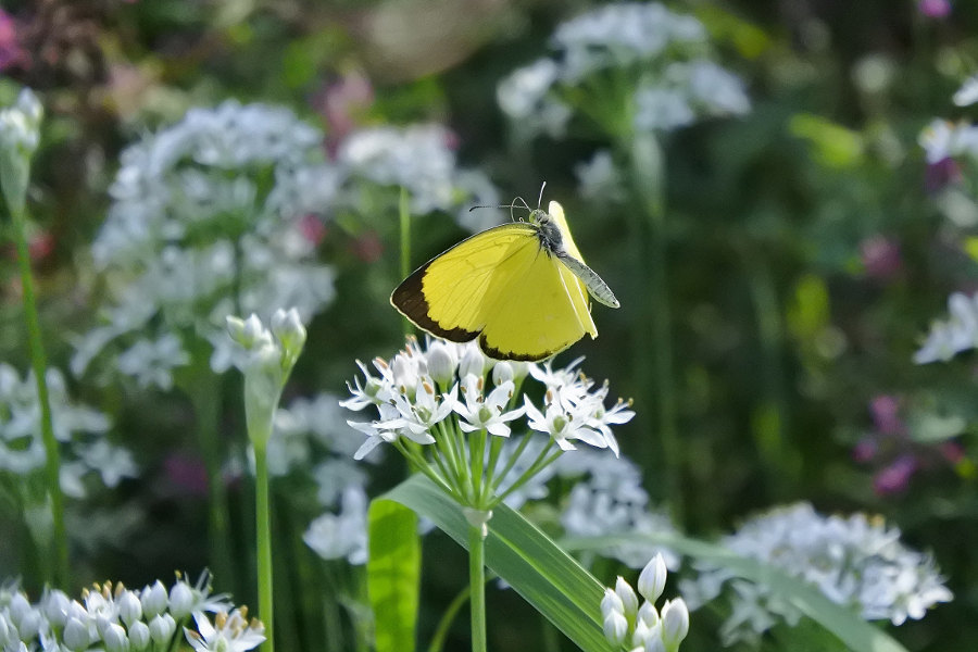 ｷﾀｷﾁｮｳ(2018/09/05-07)荒川③_d0387460_00225377.jpg