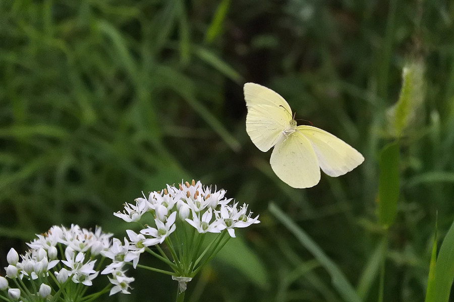 ｷﾀｷﾁｮｳ(2018/09/05-07)荒川③_d0387460_00231639.jpg