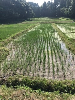 稲刈り終了_b0034072_07184358.jpg