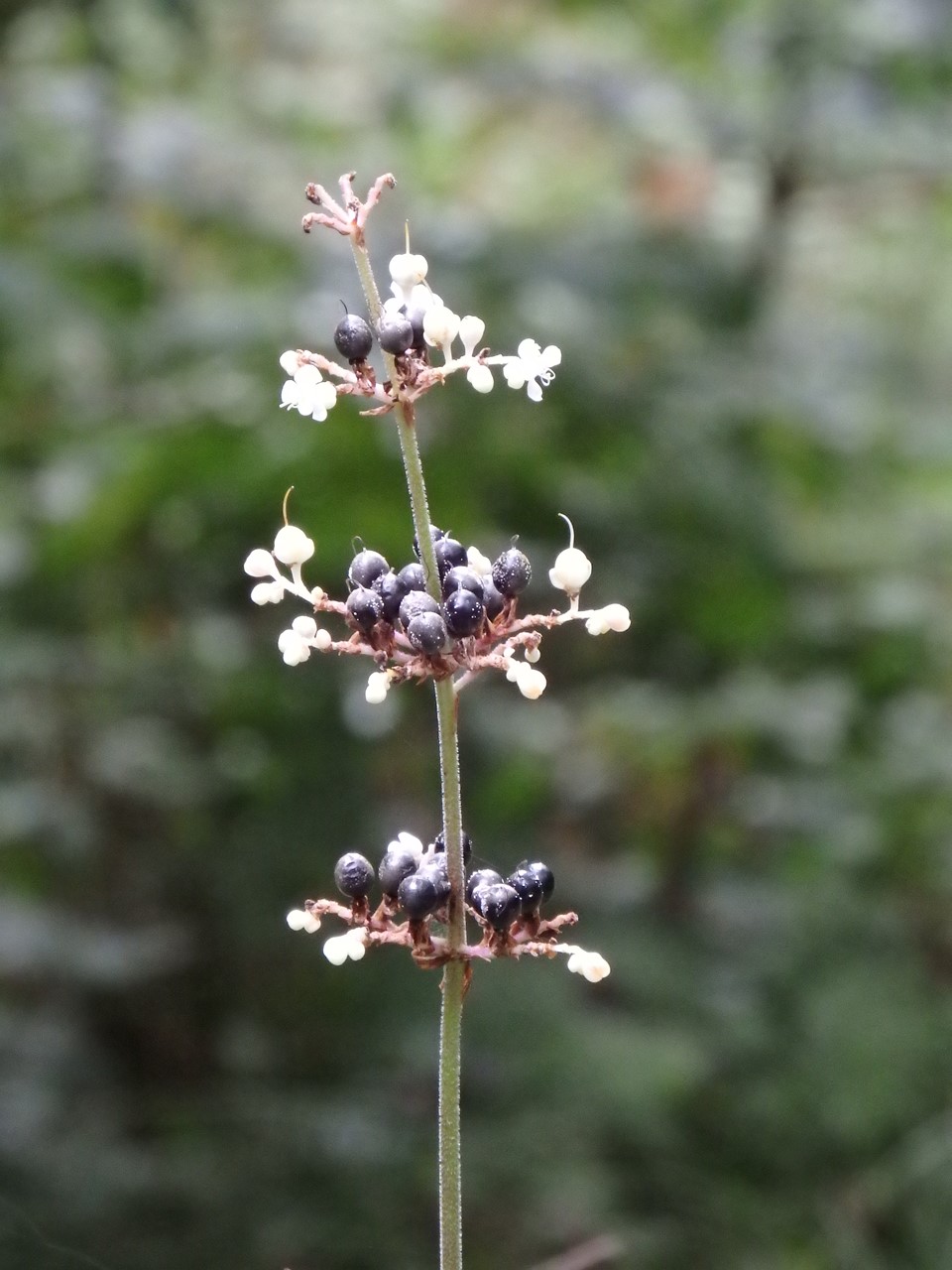 d0054276_20372549.jpg