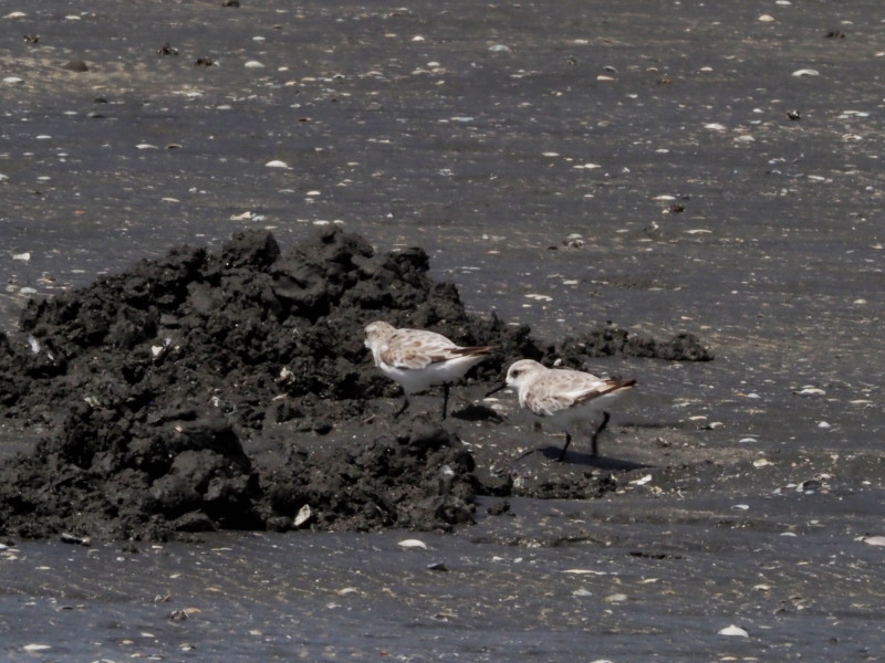 f0372177_11555204.jpg