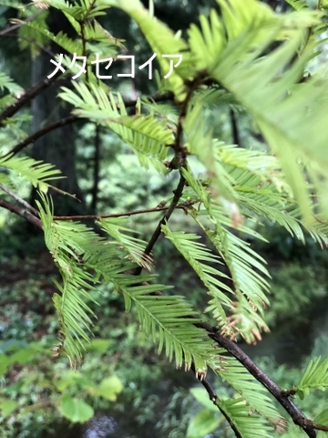 c0129685_16255168.jpg