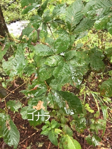 c0129685_16260087.jpg