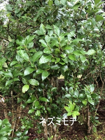 c0129685_16260861.jpg