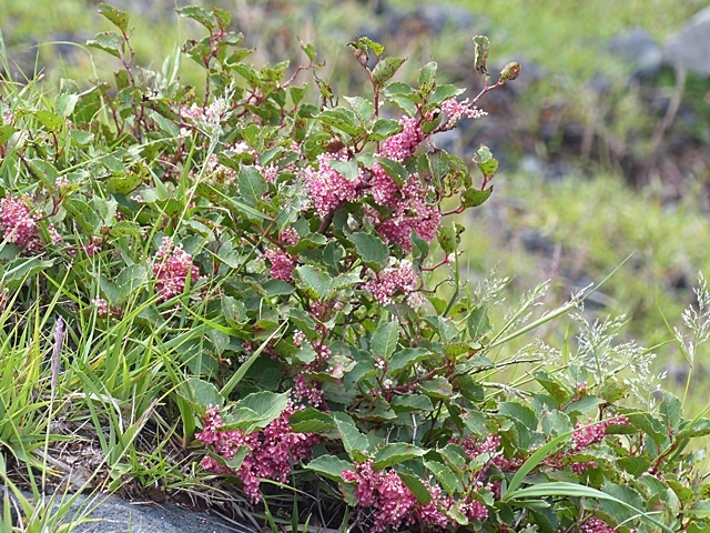 f0357487_00033132.jpg