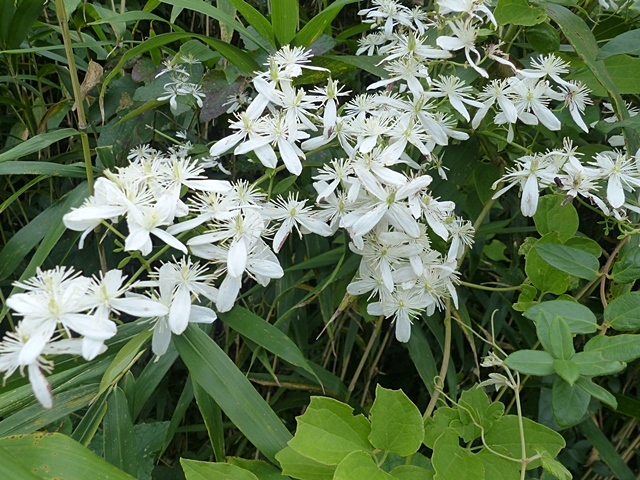 f0357487_00113076.jpg