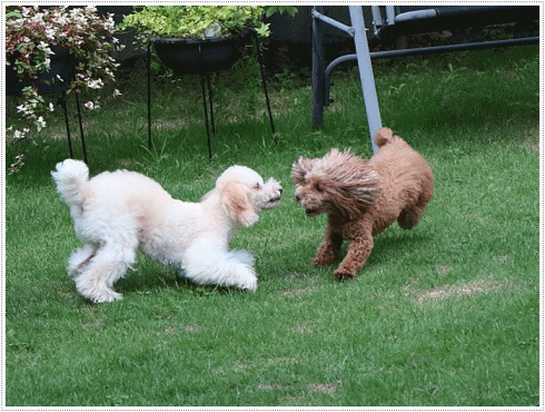 b0175688_20371318.gif
