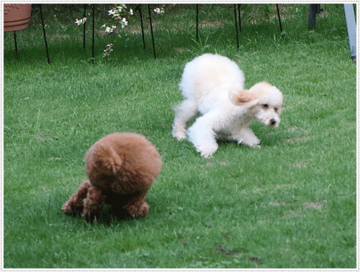 b0175688_20371818.gif