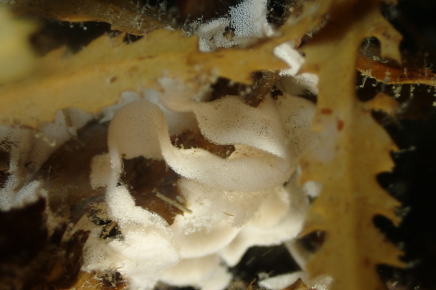 e0115199_14500086.jpg