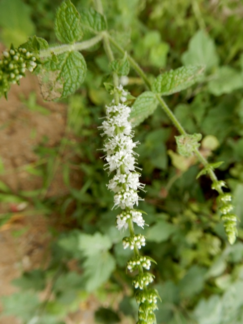 e0025300_20575757.jpg