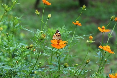 セイタカシギと球場公園の花_e0373815_13445562.jpg