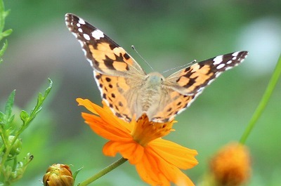 セイタカシギと球場公園の花_e0373815_13445949.jpg