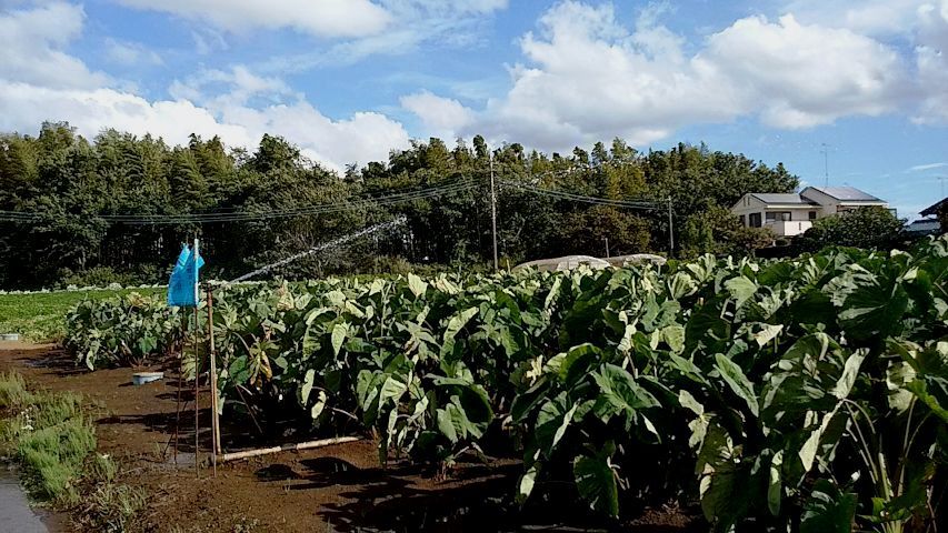 a0166324_14384229.jpg