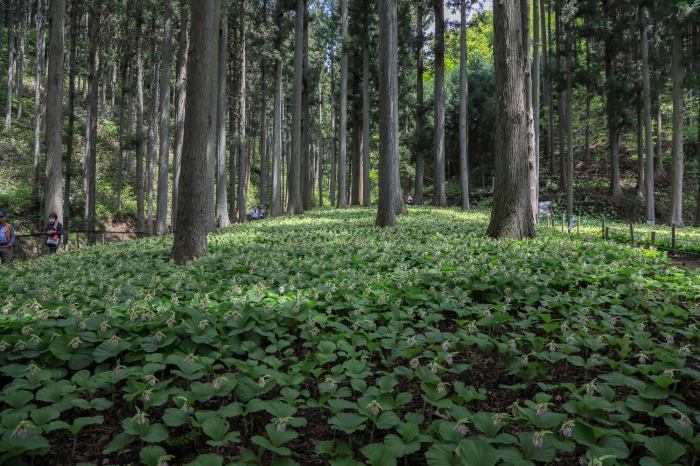 いわき市田人町の綱木地区のクマガイ草_c0181127_13385141.jpg