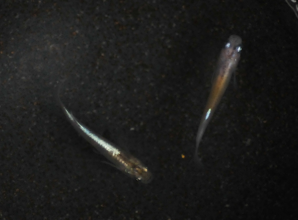 e0097534_15553194.jpg
