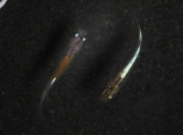 e0097534_15571486.jpg