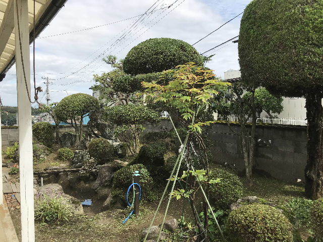 植木剪定作業_f0031037_20395878.jpg