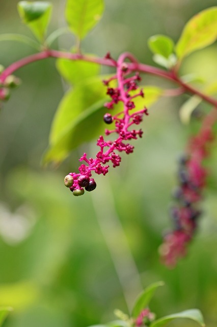 a0242438_20425973.jpg