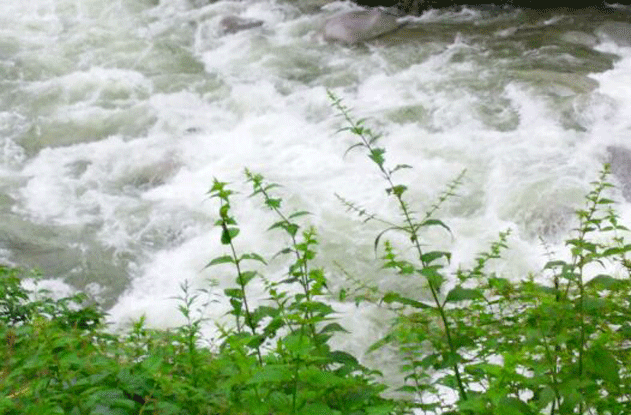 e0371039_10445780.gif