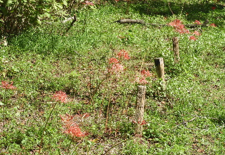 e0172950_19381482.jpg