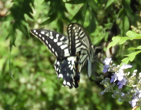 見沼自然公園で_e0172950_2014919.jpg