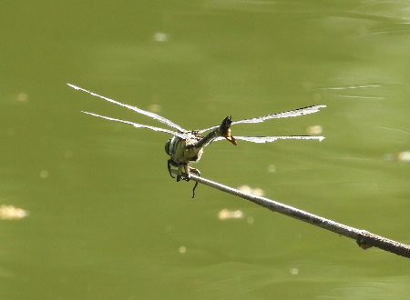 見沼自然公園で_e0172950_202255.jpg