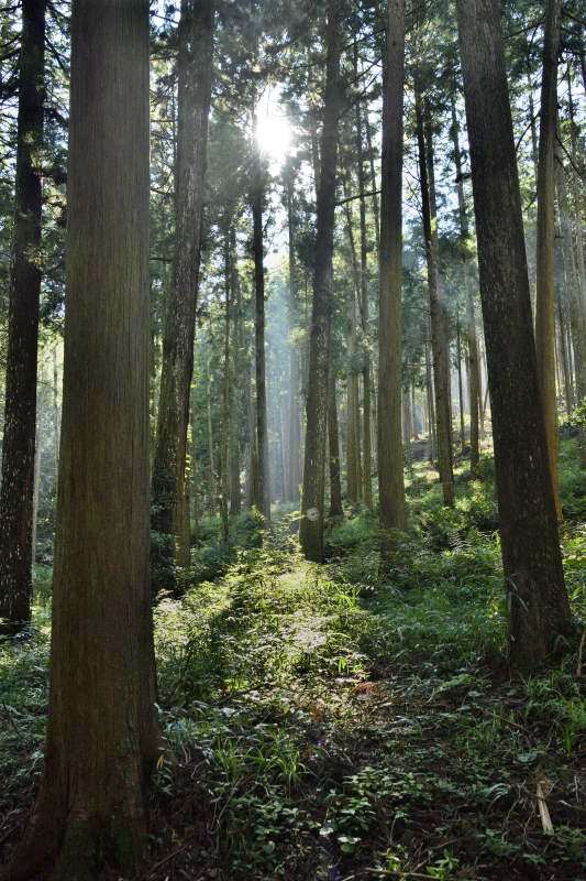 百日紅 7　　　兵庫県_d0286954_17323159.jpg