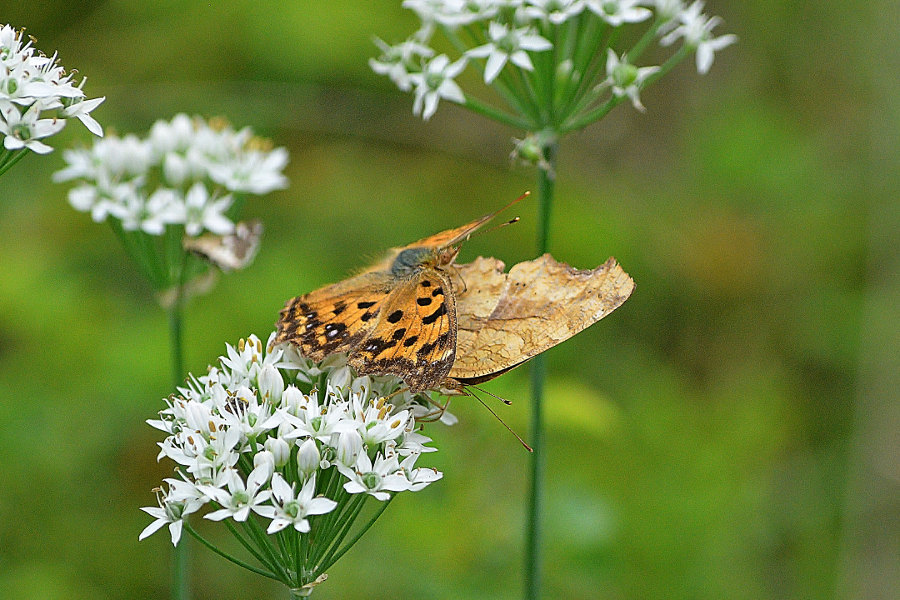 d0387460_00510265.jpg