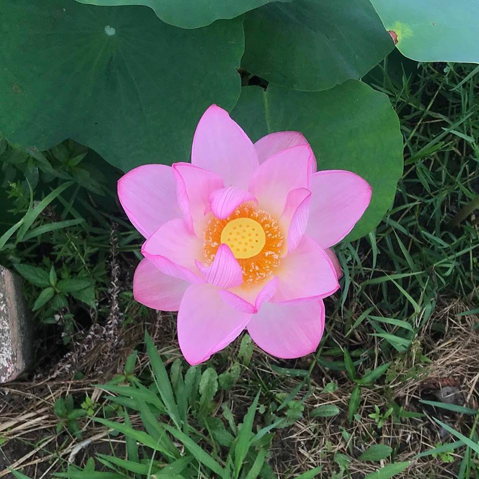 仏様の花_e0170562_16005792.jpg