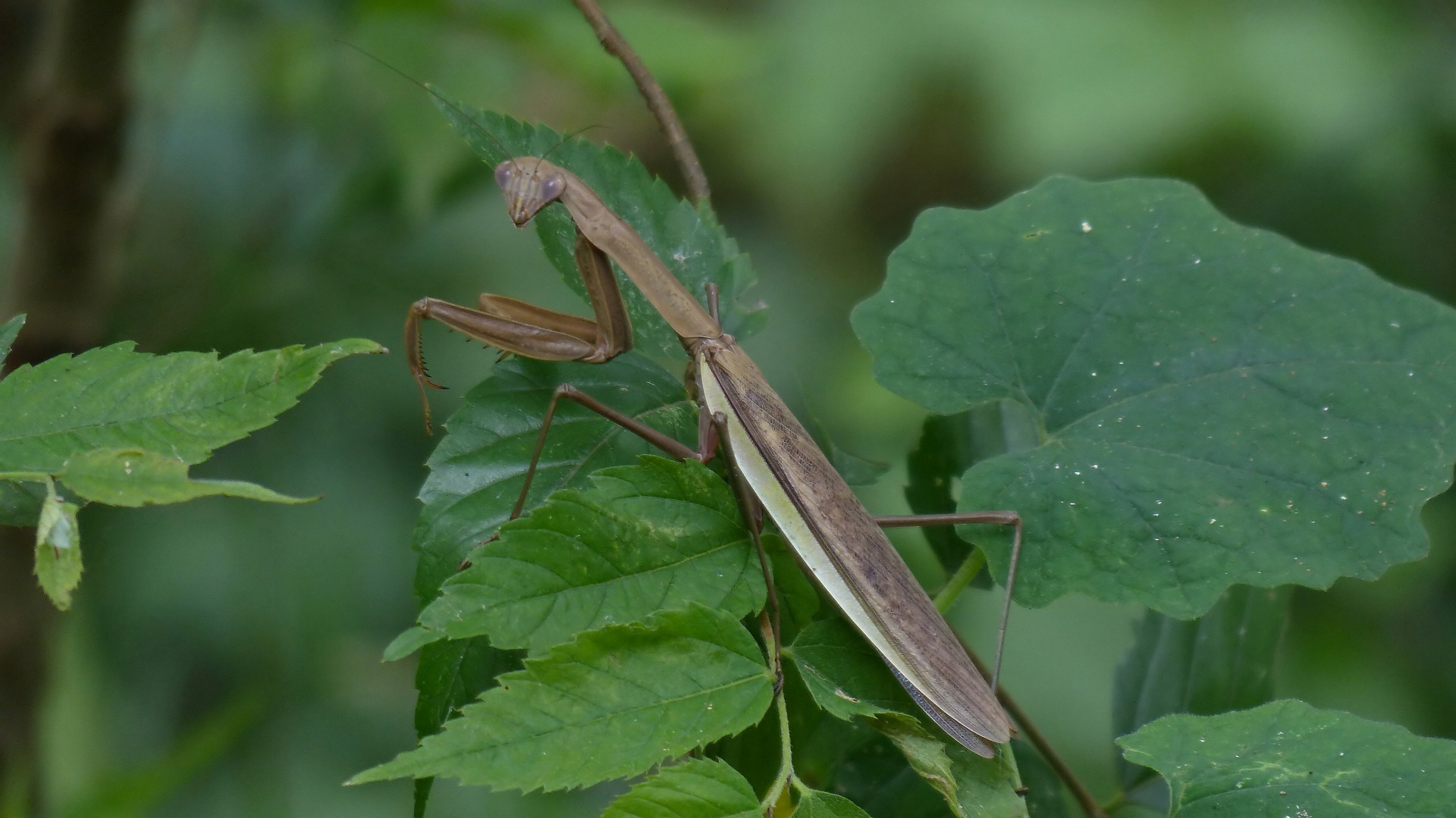 昆虫すごいぜ カマキリ先生 夜つぐみの鳴くところで 昆虫すごいぜ カマキリ先生 夜つぐみの鳴くところで