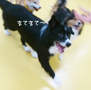 ボール!まてまてー!_f0357682_12492606.jpg