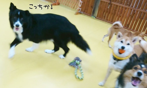 ボール!まてまてー!_f0357682_12493014.jpg
