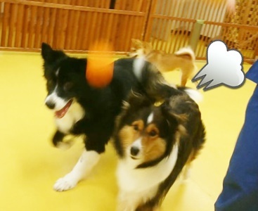 ボール!まてまてー!_f0357682_12494267.jpg