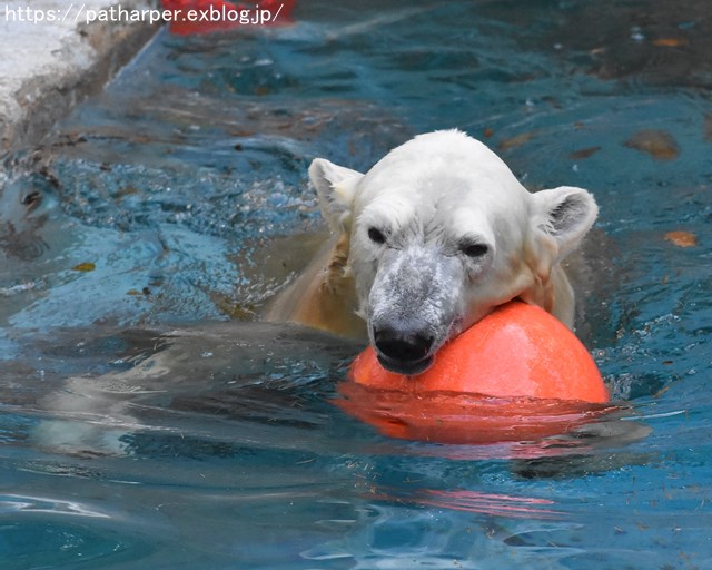 ２０１８年８月　天王寺動物園３　その３_a0052986_7323882.jpg